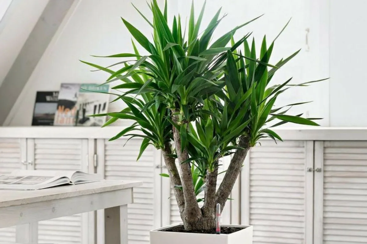 Huonekasvien valaistus: Näin pidät yukkasi kukoistavana lyhyinä päivinä