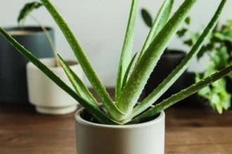 Näin pidät aloe verasi kukoistavana: Vältä yleisimmät virheet