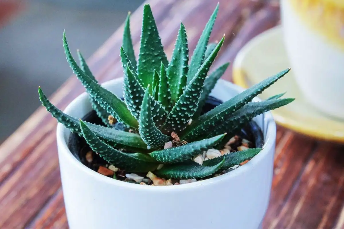 Näin pidät aloe verasi kukoistavana: Vältä yleisimmät virheet