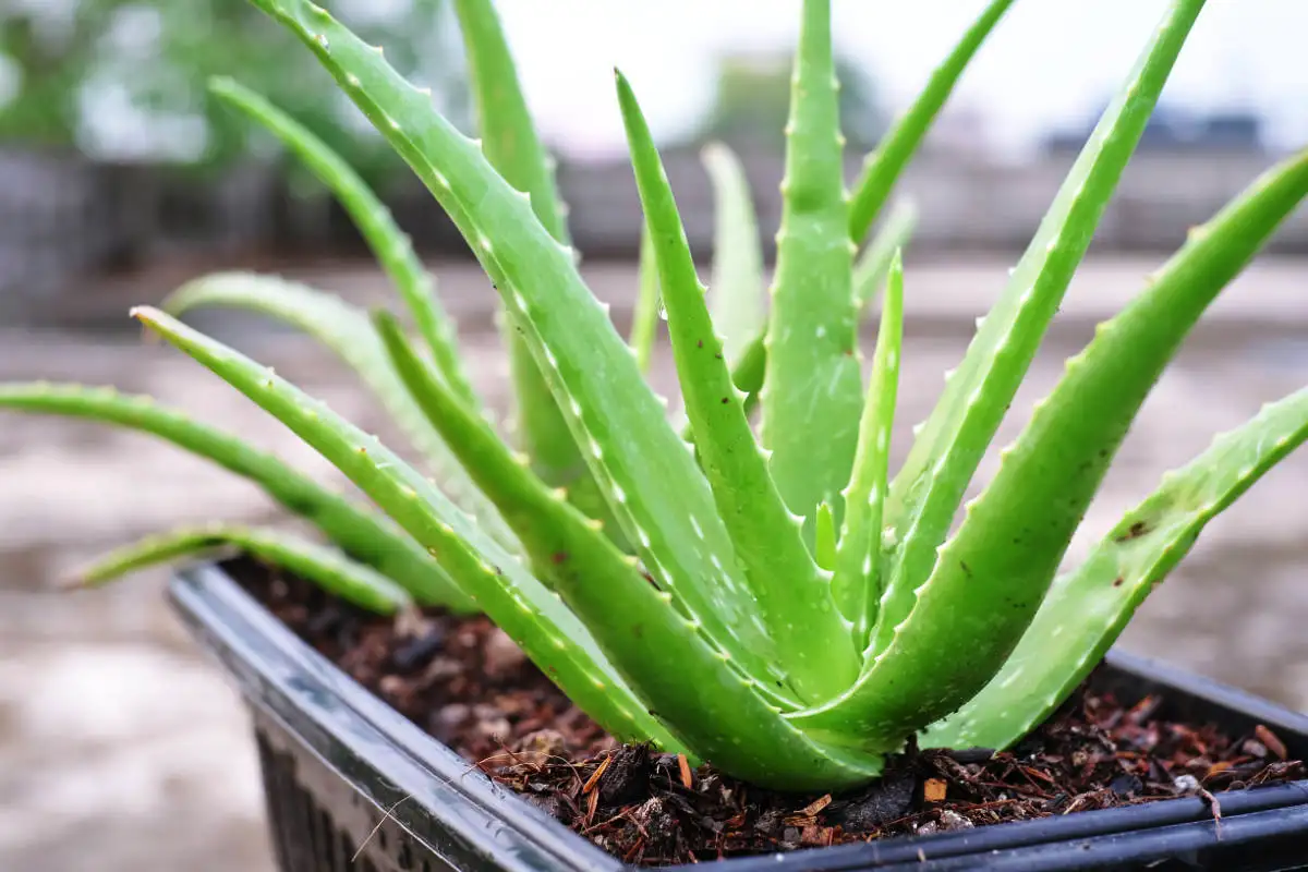 Näin pidät aloe verasi kukoistavana: Vältä yleisimmät virheet