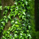 3 köynnöstä, jotka kukkivat ympäri vuoden ja täyttävät puutarhasi väreillä: Näin hoidat ne