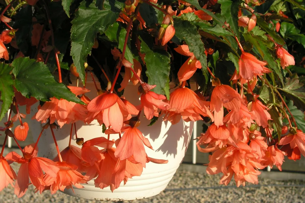 3 köynnöstä, jotka kukkivat ympäri vuoden ja täyttävät puutarhasi väreillä: Näin hoidat ne