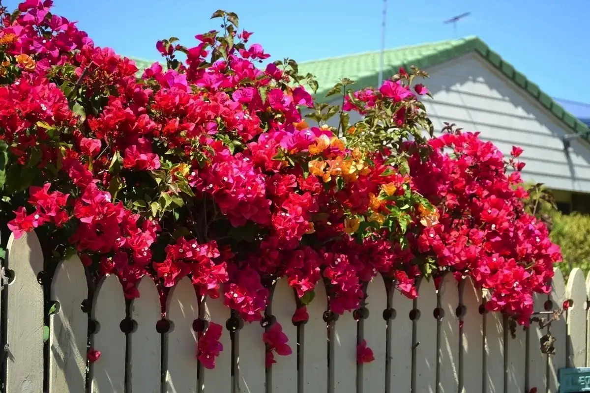 3 köynnöstä, jotka kukkivat ympäri vuoden ja täyttävät puutarhasi väreillä: Näin hoidat ne