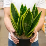 Ei bambua eikä orkideaa: 5 parasta kasvia ilman puhdistamiseen ja terveellisempään uneen