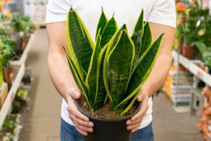 Ei bambua eikä orkideaa: 5 parasta kasvia ilman puhdistamiseen ja terveellisempään uneen