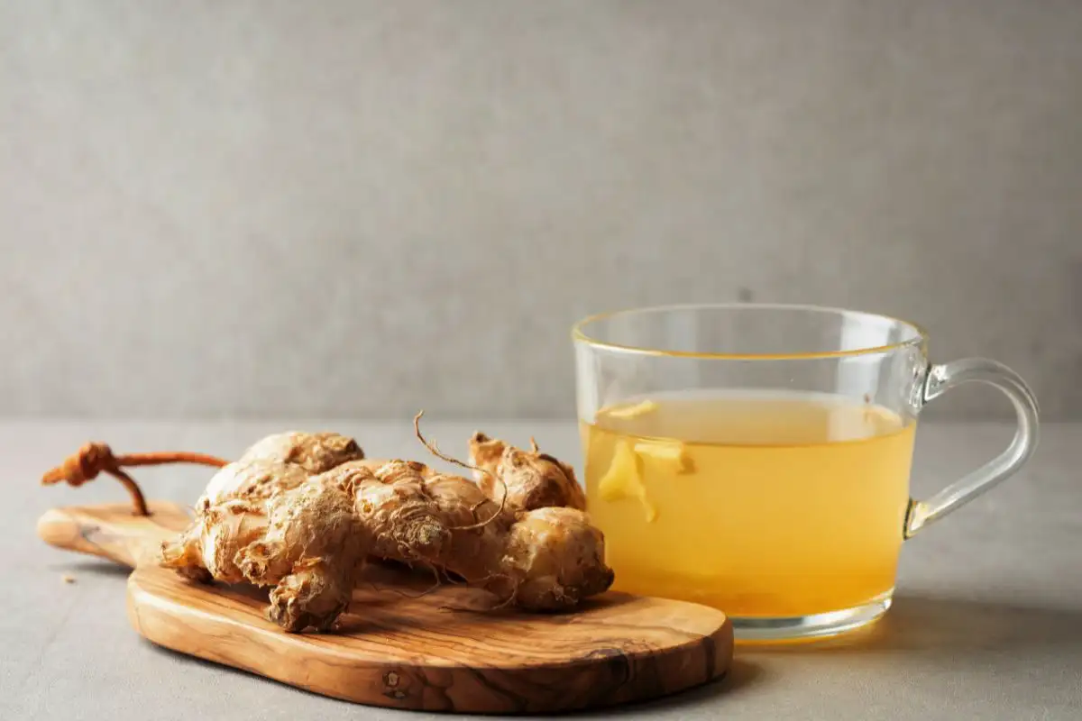 Saamelainen Inkivääritee Katajanmarjoilla: Immuniteetti Kuin Karhulla Talvella