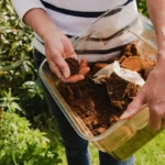 Kahvijätteestä kompostia: suomalainen ravinne tomaateille Helsingissä