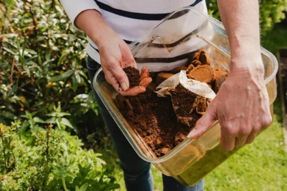 Kahvijätteestä kompostia: suomalainen ravinne tomaateille Helsingissä