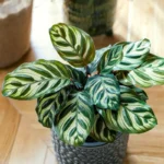 Suomalainen kalatean hoito lokakuussa: Näin pidät kosteuden oikeana