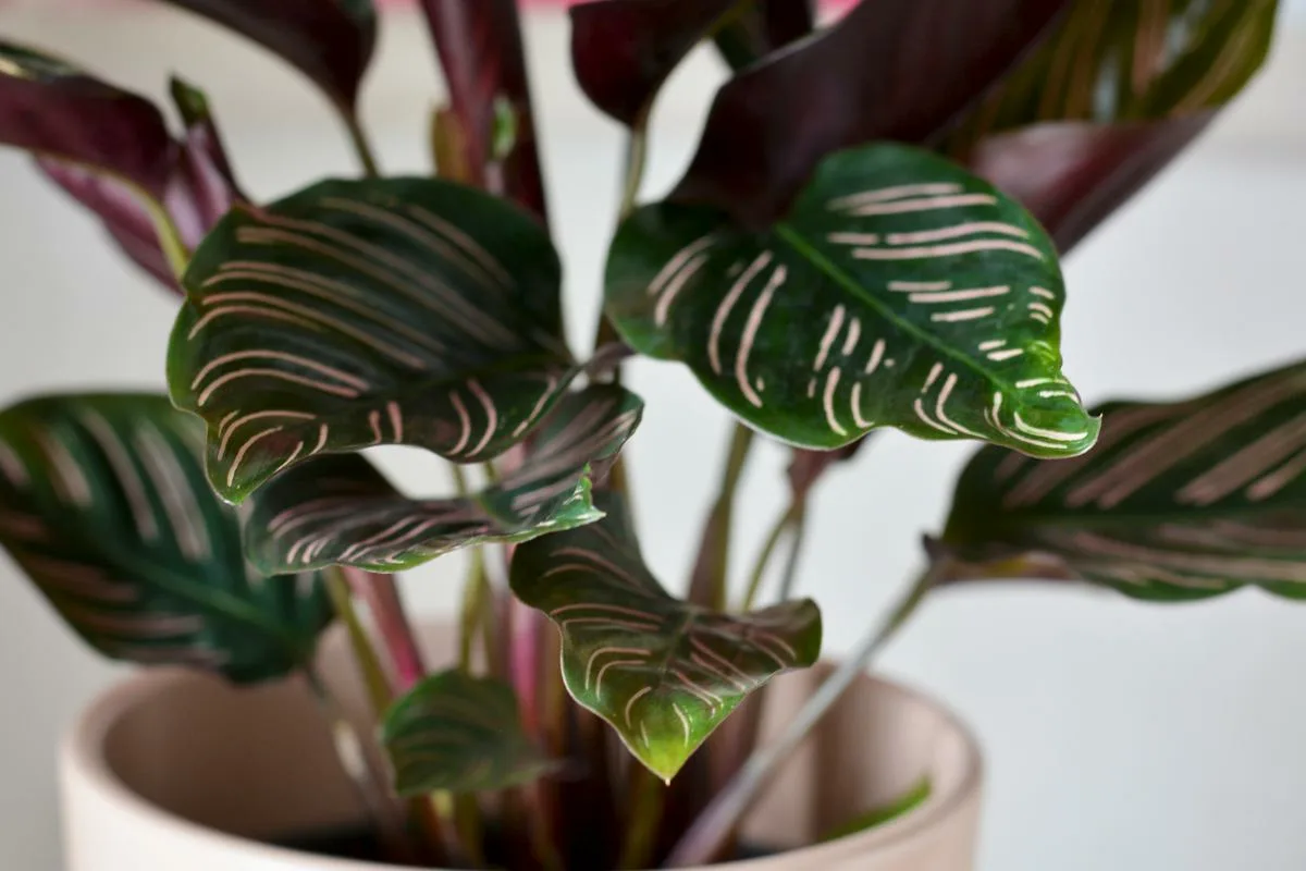 Suomalainen kalatean hoito lokakuussa: Näin pidät kosteuden oikeana