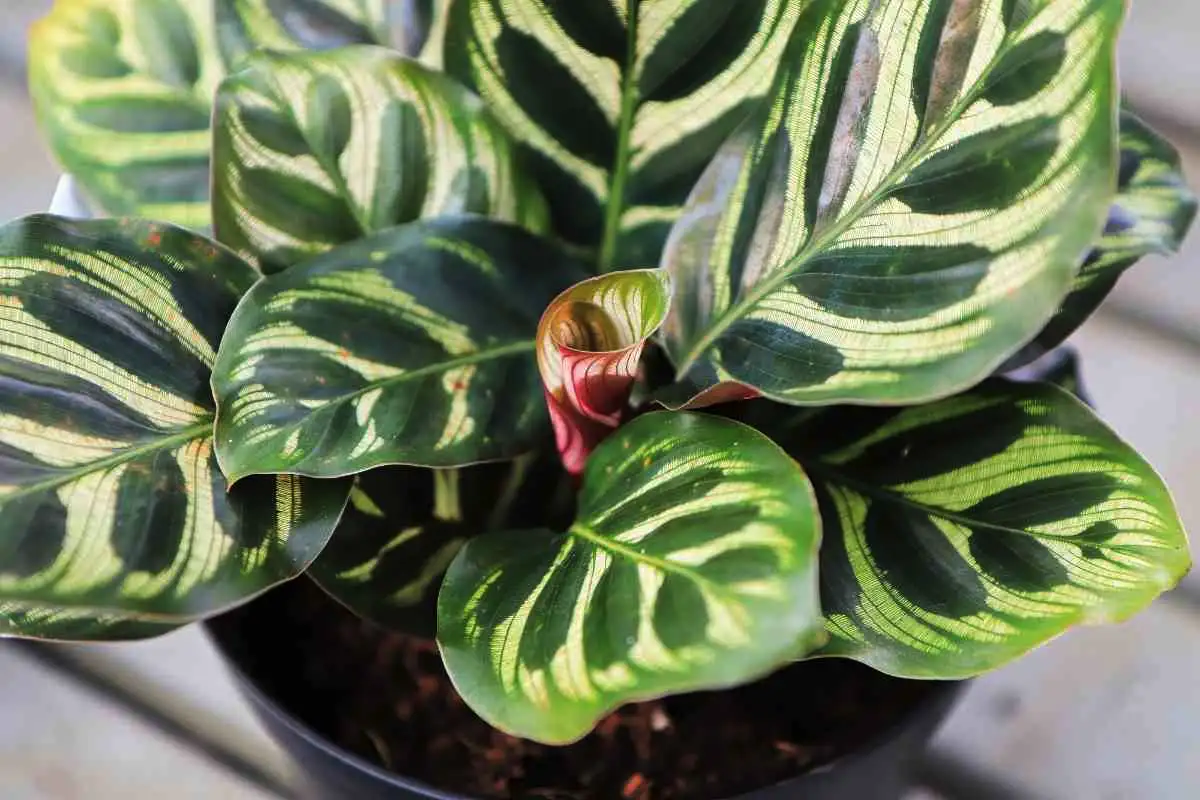 Suomalainen kalatean hoito lokakuussa: Näin pidät kosteuden oikeana