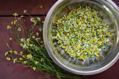 Kamomillahöyry Lapissa: Suomalainen detox-rituaali ihon hyvinvointiin