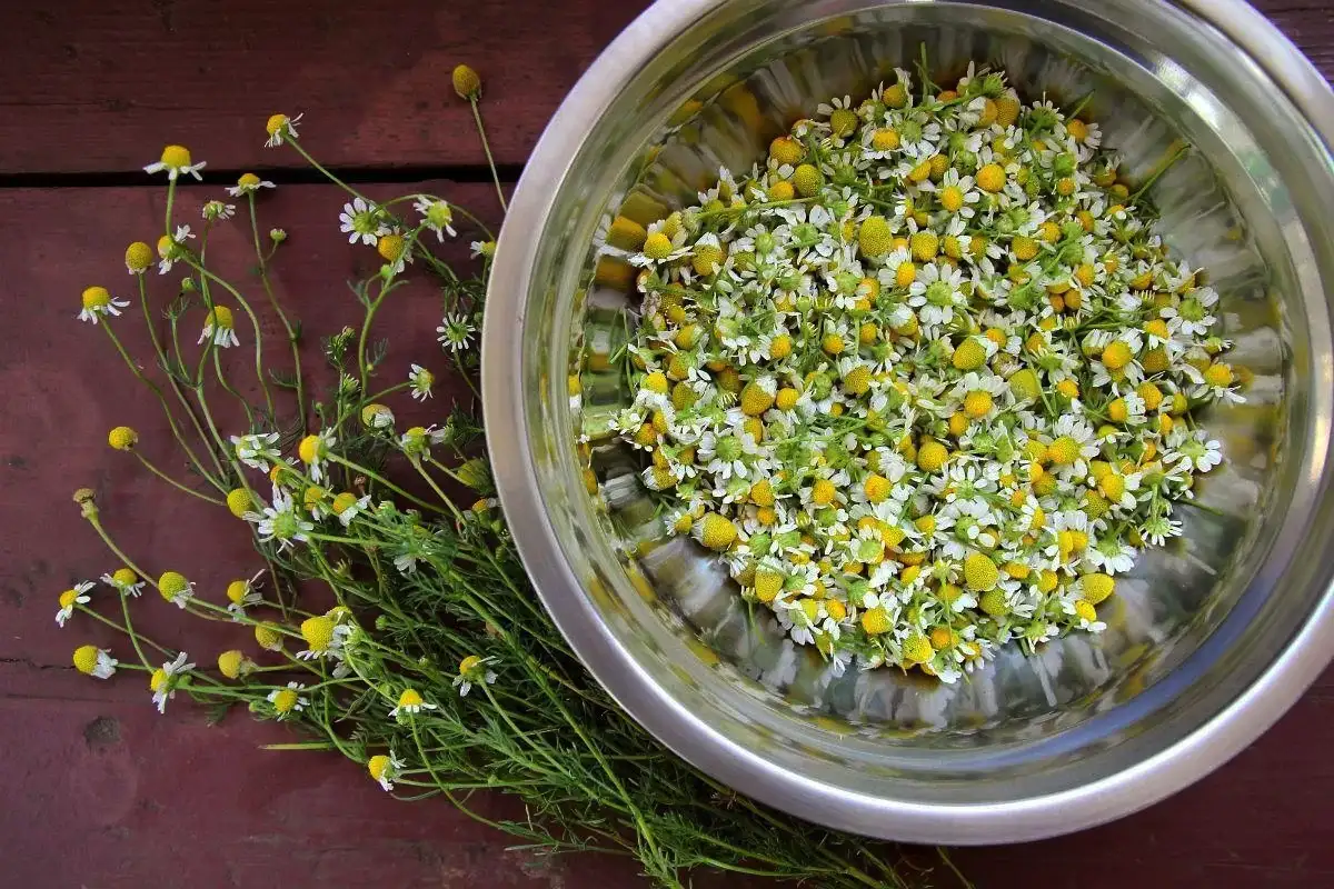 Kamomillahöyry Lapissa: Suomalainen detox-rituaali ihon hyvinvointiin