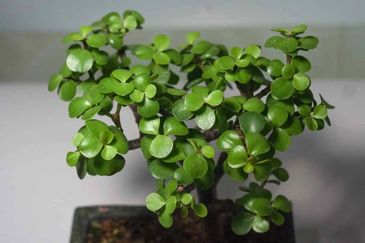 Viisi kasvia, jotka houkuttelevat rahaa Feng Shuin mukaan: Sijoita ne oikein kotiisi