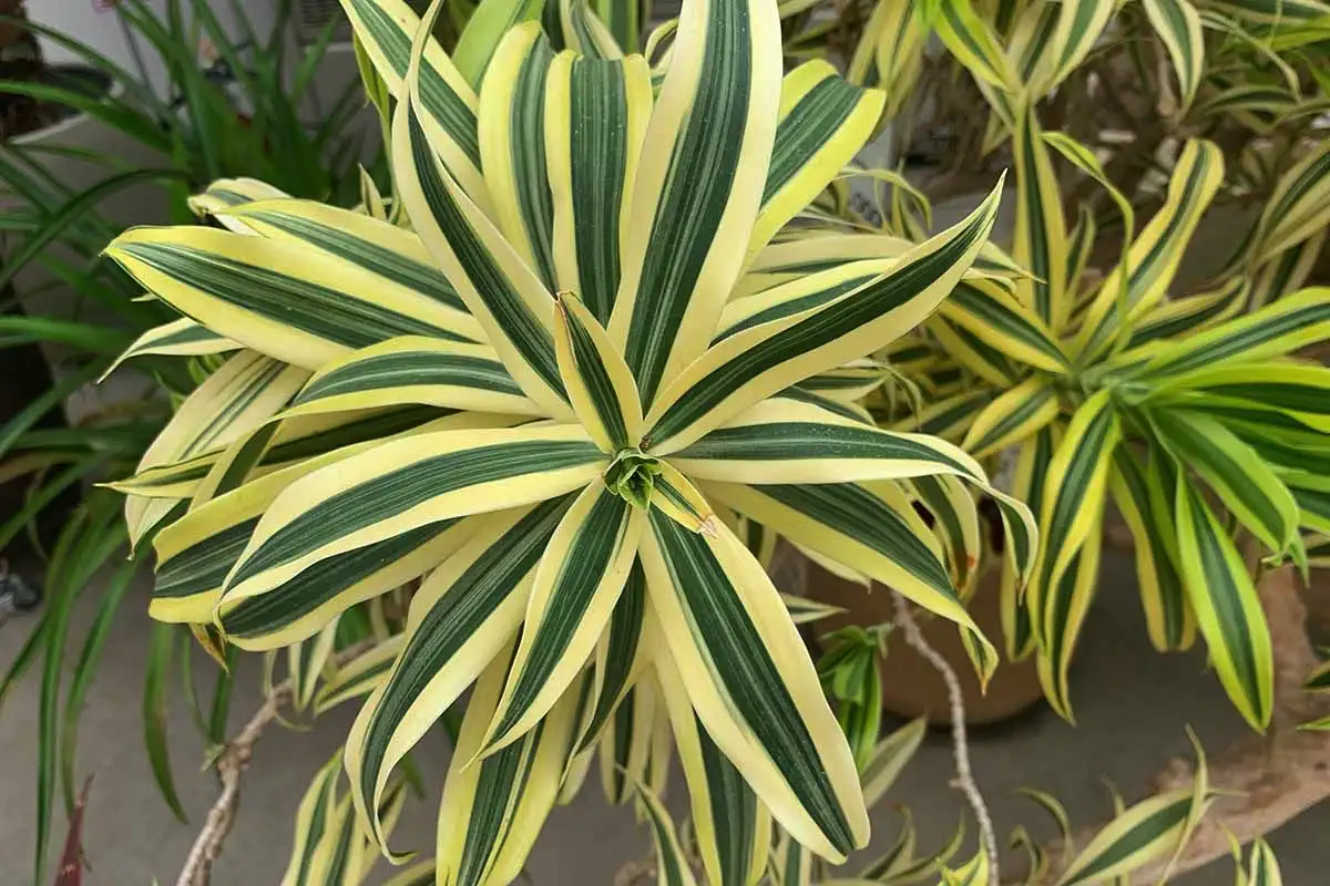 Viisi kasvia, jotka houkuttelevat rahaa Feng Shuin mukaan: Sijoita ne oikein kotiisi