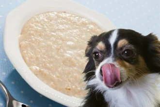 Kaura koiran ruokavaliossa: Luonnollinen tapa tukea lemmikin terveyttä