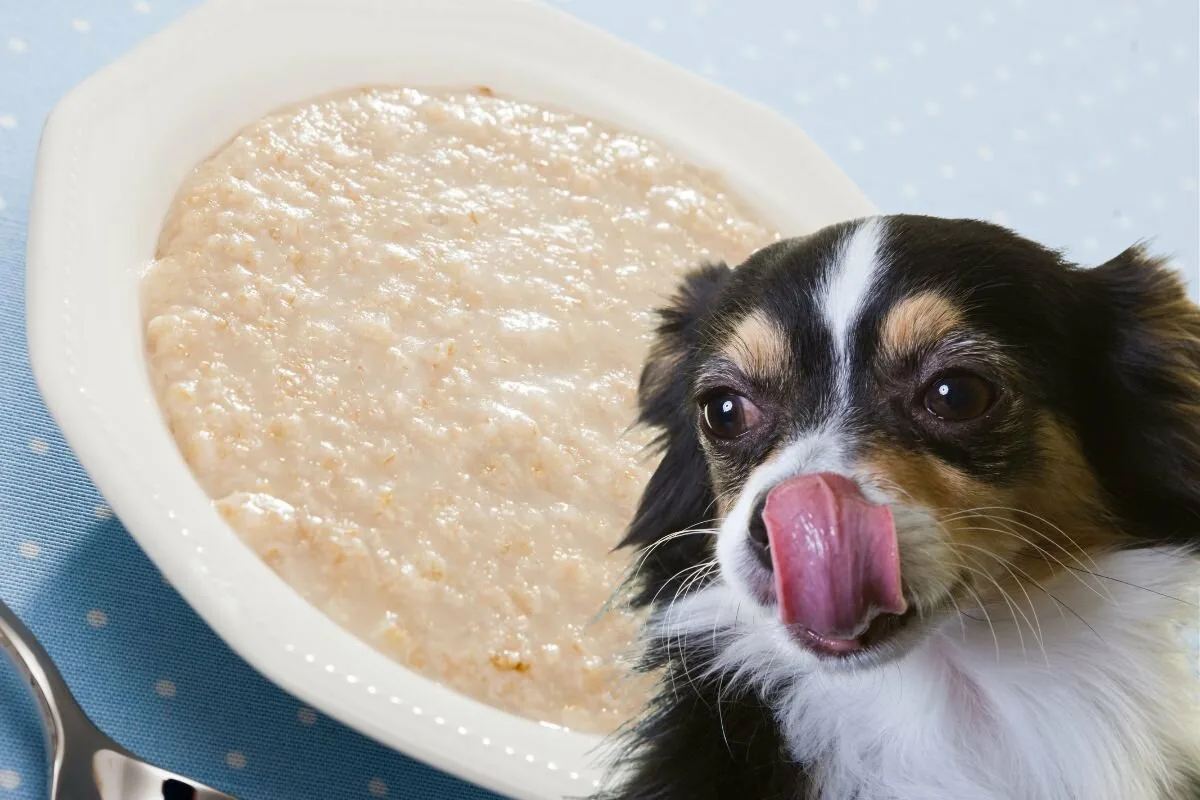 Kaura koiran ruokavaliossa: Luonnollinen tapa tukea lemmikin terveyttä