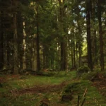 Metsätalous: Kestävä metsänhoito Lapissa