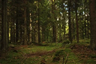 Metsätalous: Kestävä metsänhoito Lapissa