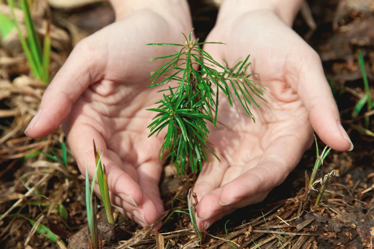 Metsätalous: Kestävä metsänhoito Lapissa