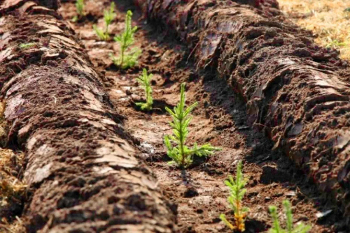 Metsätalous: Kestävä metsänhoito Lapissa