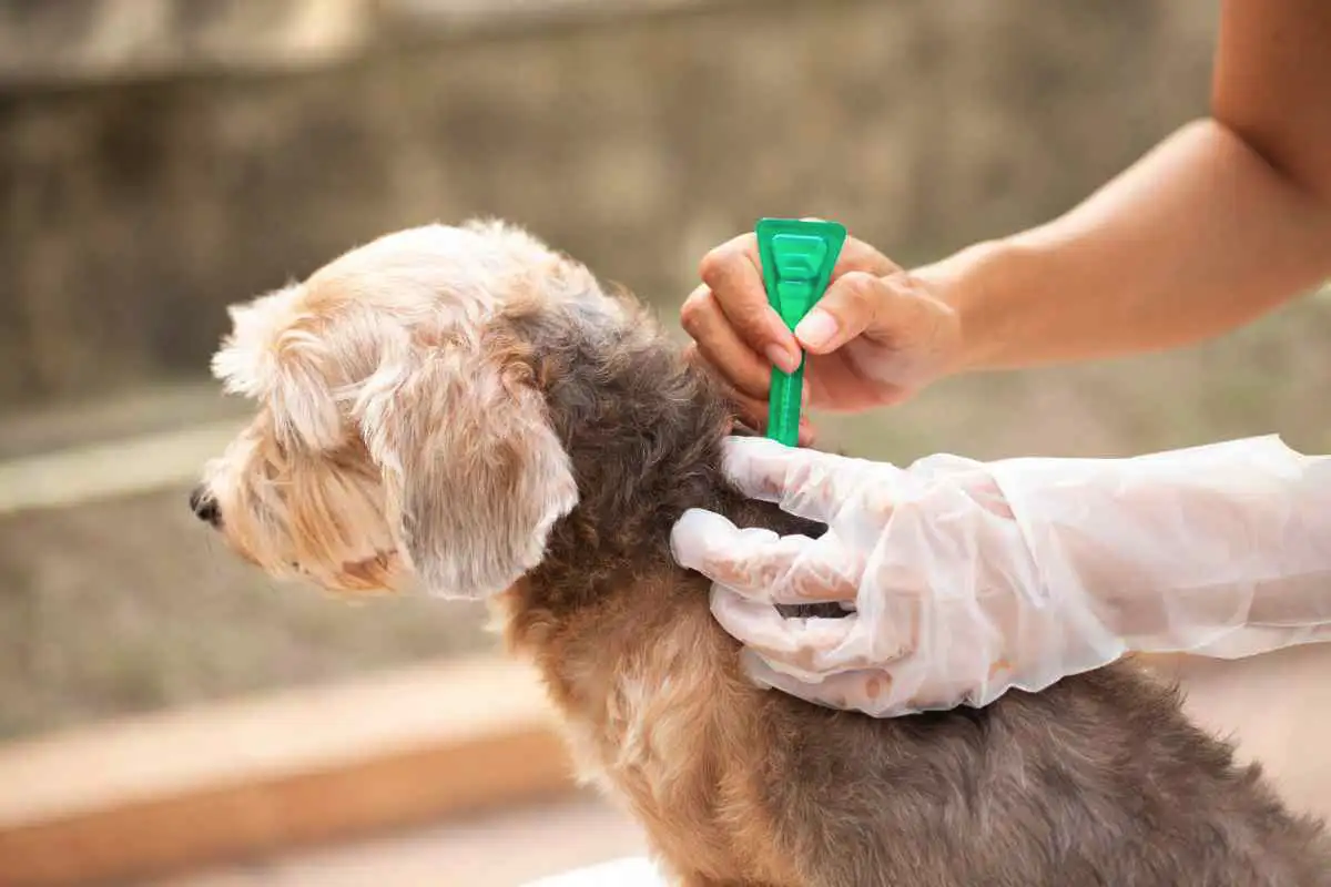 Ei pipettejä eikä kaulapantoja: Näin estät kirppuja lemmikeilläsi etikalla ja rosmariinilla