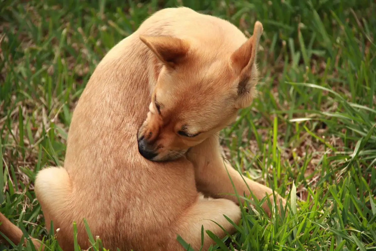 Ei pipettejä eikä kaulapantoja: Näin estät kirppuja lemmikeilläsi etikalla ja rosmariinilla