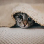 Miksi kissa kaivautuu peiton alle? 7 syytä, jotka jokaisen kissanomistajan tulisi tietää