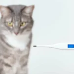 Kuinka mitata kissan lämpötila oikein: Näin toimit turvallisesti