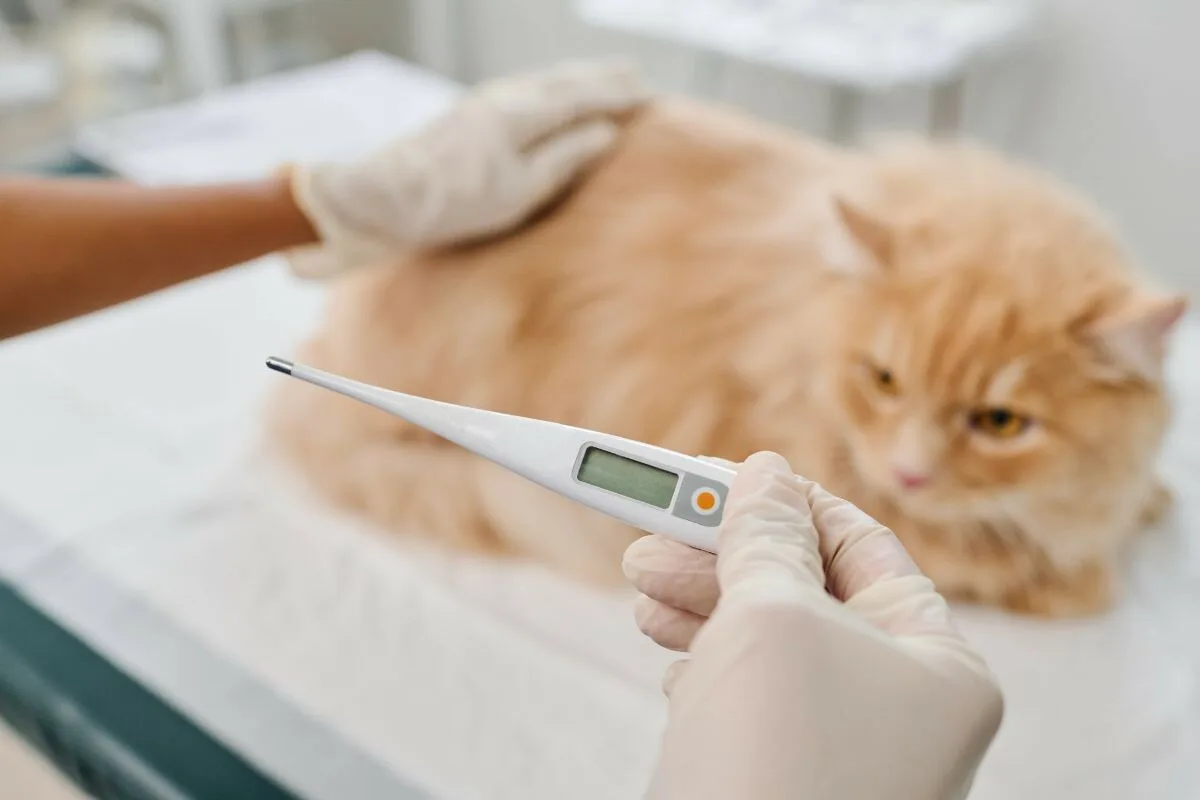 Kuinka mitata kissan lämpötila oikein: Näin toimit turvallisesti