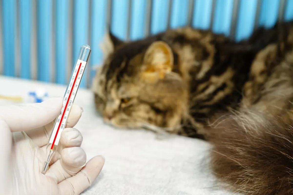 Kuinka mitata kissan lämpötila oikein: Näin toimit turvallisesti