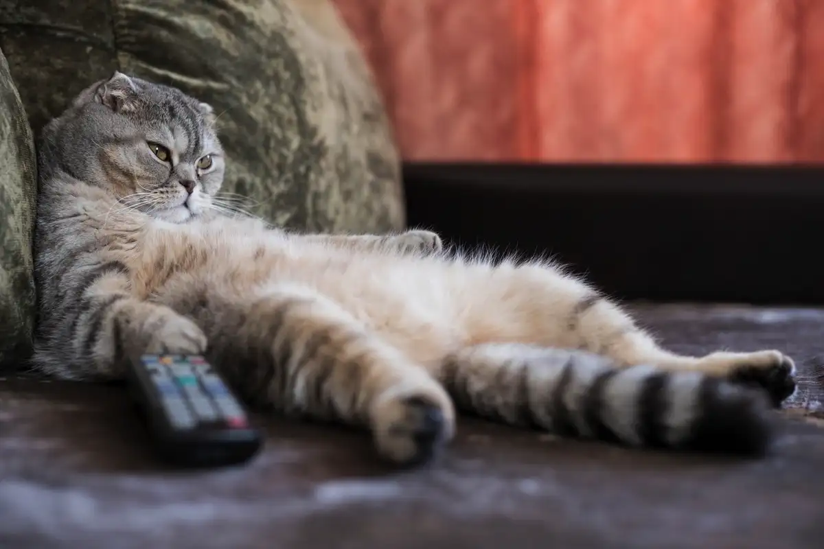 Miksi kissat istuvat kuin ihmiset? Tässä syyt – osa niistä yllättävän hassuja