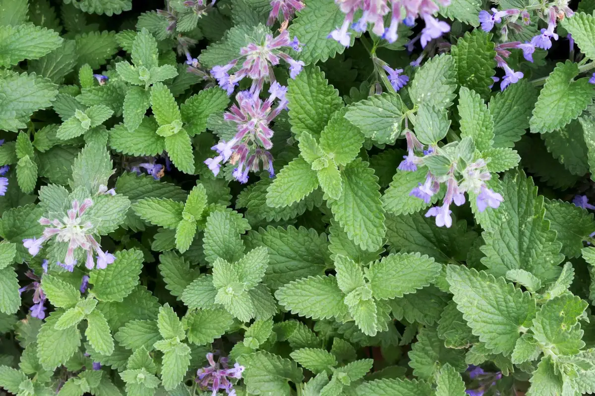 Viisi täydellistä kasvia kotiin, jos sinulla on kissoja