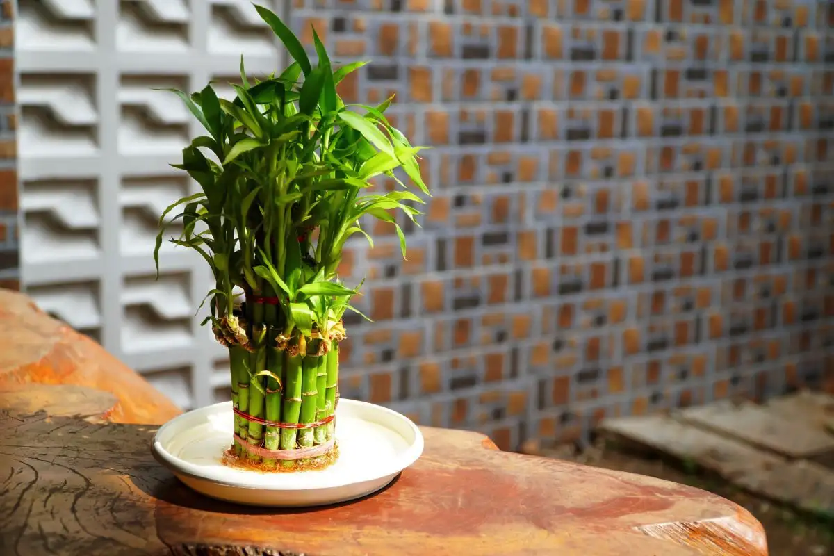 Viisi täydellistä kasvia kotiin, jos sinulla on kissoja