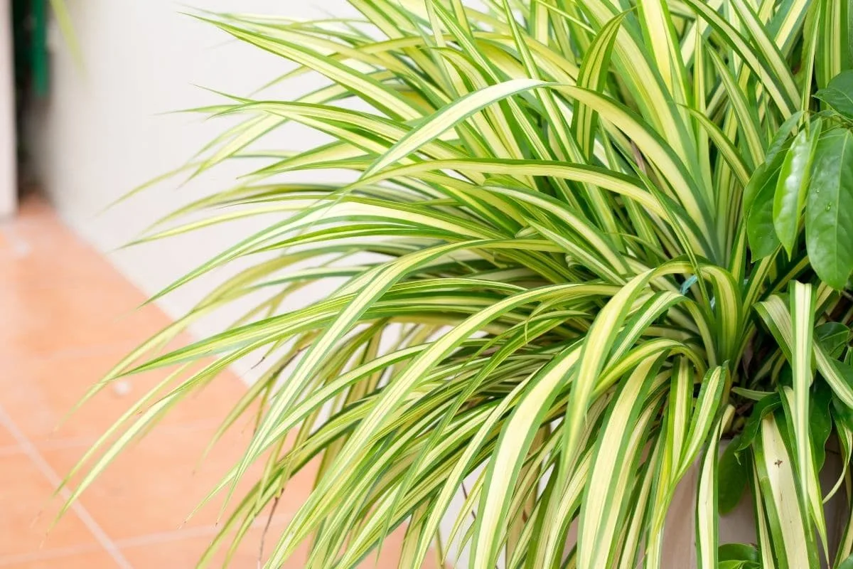 Viisi täydellistä kasvia kotiin, jos sinulla on kissoja