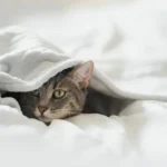 Kodikas lepopaikka kissallesi: Näin varmistat lemmikkisi lämmön syksyllä