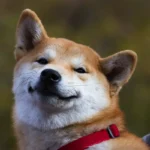 Koira hieronta: Suomalainen tapa rentouttaa lemmikkiäsi