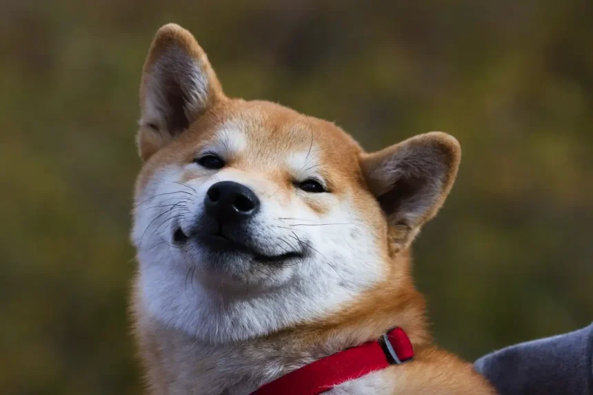 Koira hieronta: Suomalainen tapa rentouttaa lemmikkiäsi