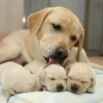 Kuinka kauan koiran raskaus kestää ja miten huolehtia lemmikistä tänä aikana?