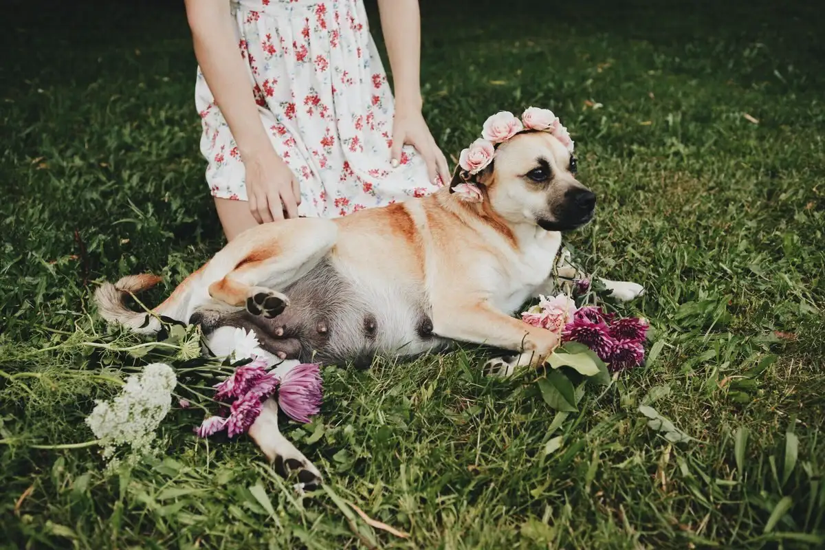 Kuinka kauan koiran raskaus kestää ja miten huolehtia lemmikistä tänä aikana?