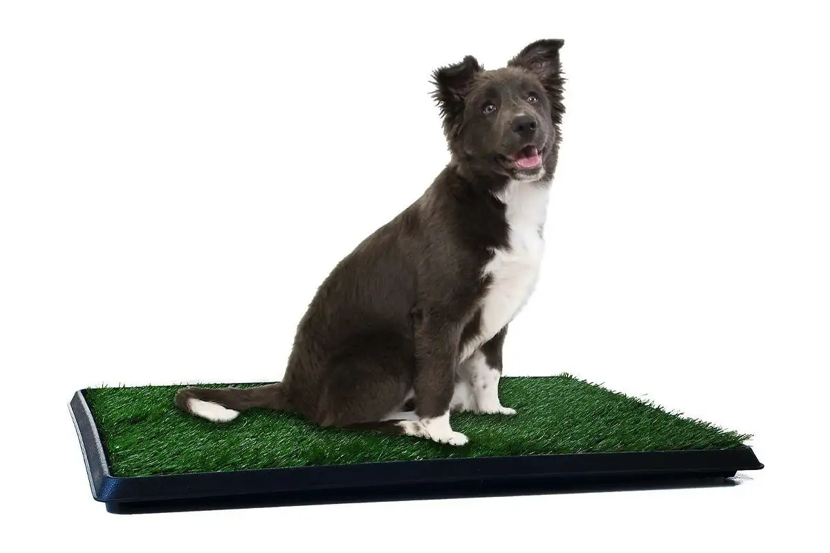 Heitä sanomalehdet romukoppaan: Koiran pissalle nerokas ratkaisu pitää kodin puhtaana