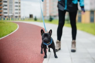 Koiran ulkoiluttaminen: Näin teet lenkistä ilon lemmikillesi