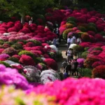 Krysanteemien kukinta Japanissa: Koe syksyn taika ja terveyttä edistävä perinne