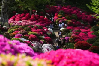 Krysanteemien kukinta Japanissa: Koe syksyn taika ja terveyttä edistävä perinne