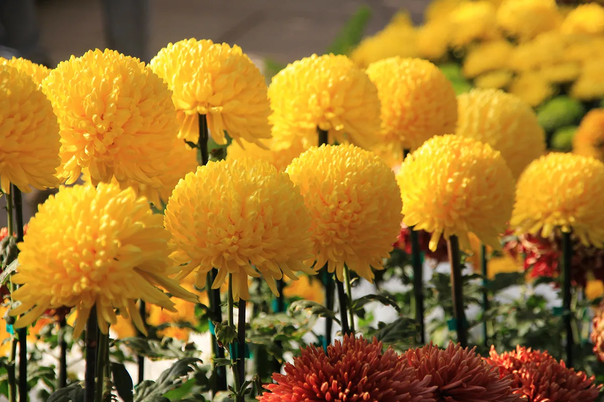 Krysanteemien kukinta Japanissa: Koe syksyn taika ja terveyttä edistävä perinne