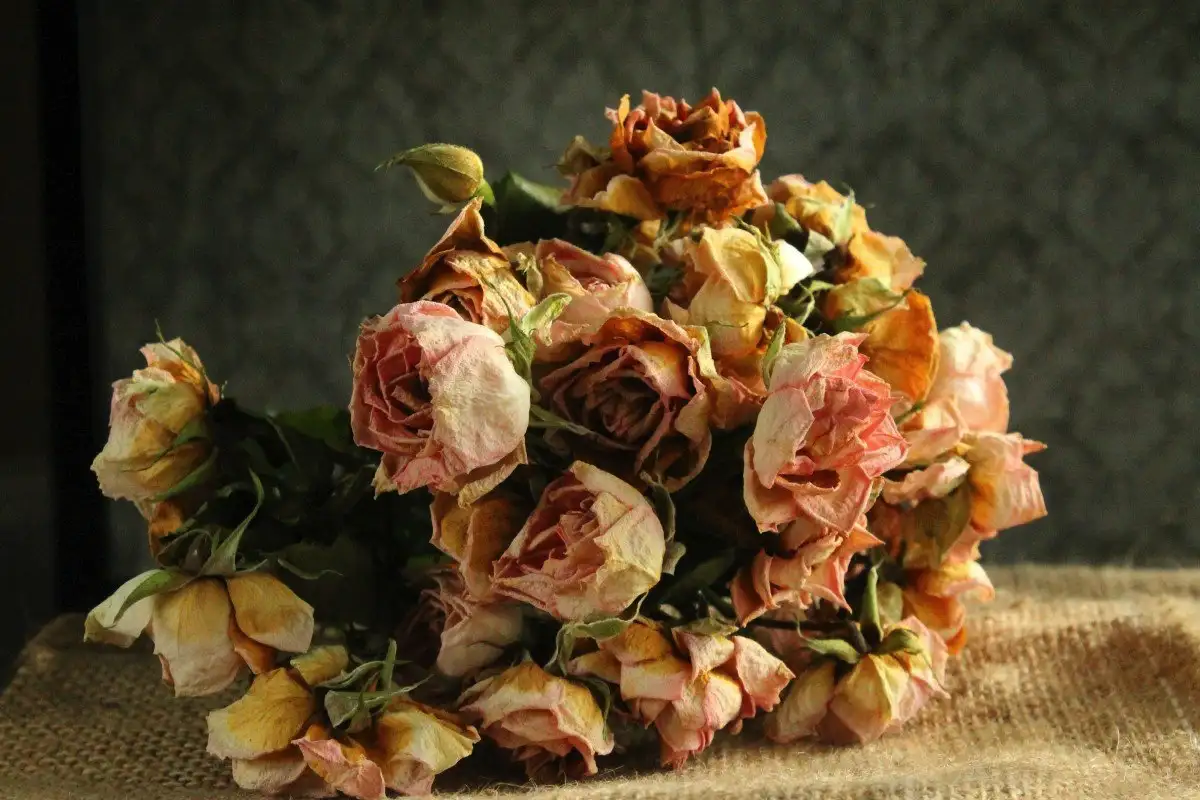 Sokerivesi kuihtuneille kukille: Myytti vai totta?