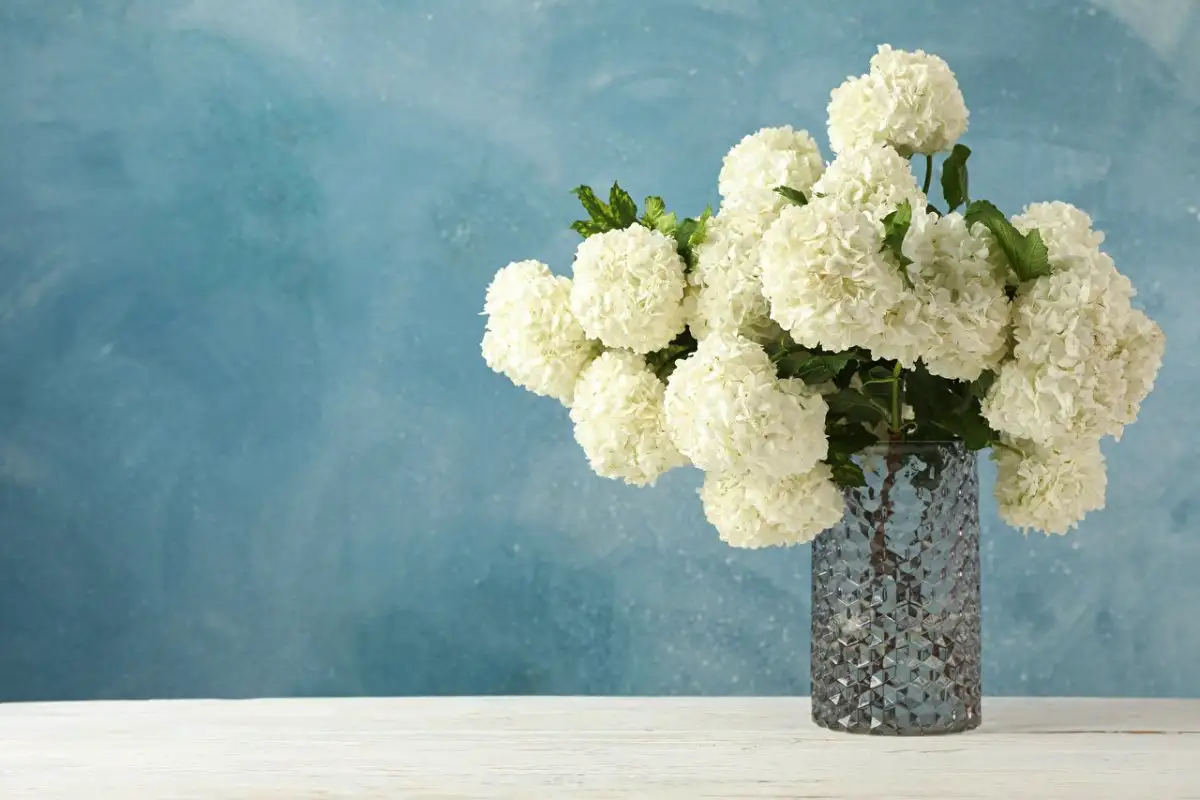 Leikkaa hortensiat oikein kotona: Näin pidät kukkakimput upeina!