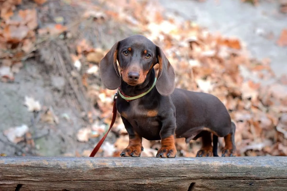 Mitkä koirarodut pitävät eniten talossa tuhoamisesta? Eläinlääkärit nimesivät 7 leikkisää rotua