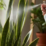 Pelasta anopinkielesi homeelta: Maito ja sadevesi – luonnollinen ratkaisu kasvien terveyteen