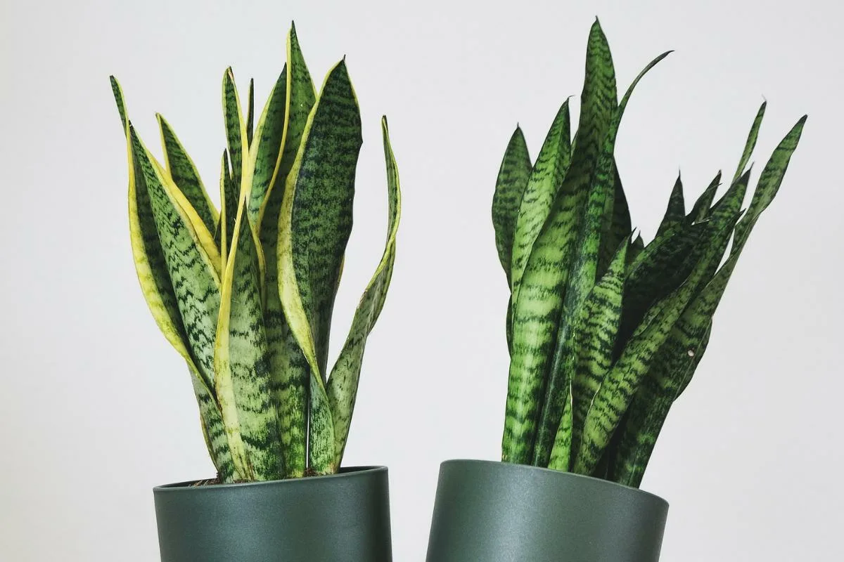 Pelasta anopinkielesi homeelta: Maito ja sadevesi – luonnollinen ratkaisu kasvien terveyteen